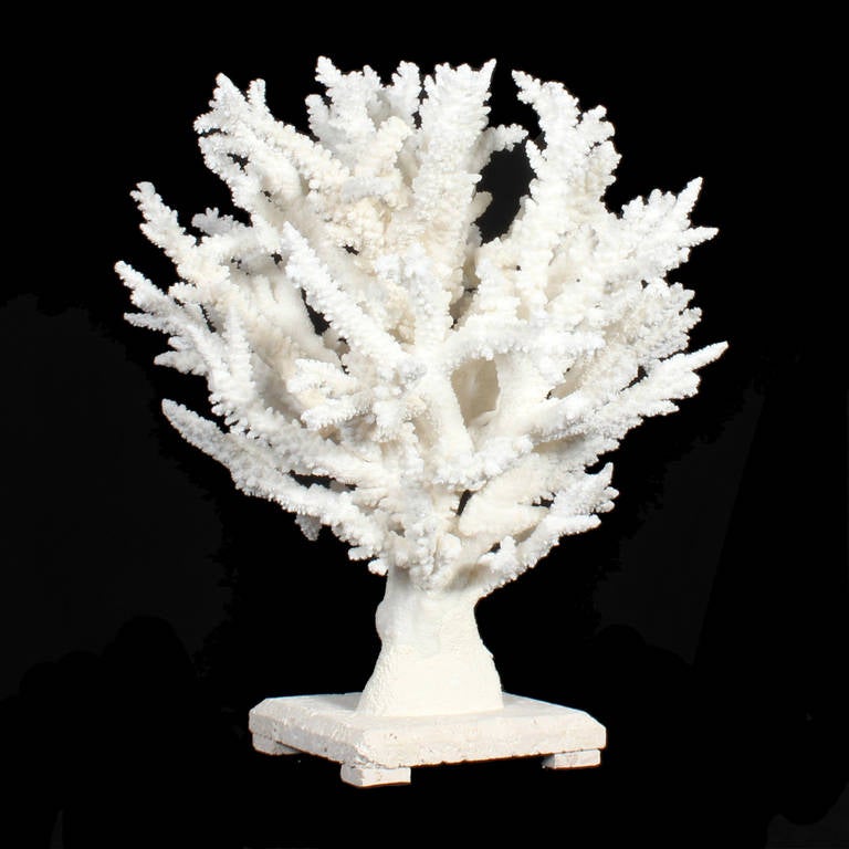 Created by using small pieces of white coral, this huge branch coral centrepiece brings the natural beauty of the ocean into your setting. Coral has been sought-after by mankind for centuries. Coral sculptures draw both the eye and