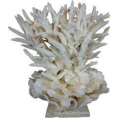 Very Sculptural Staghorn and Merulina Coral Centerpiece