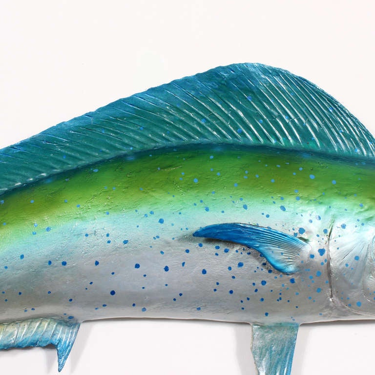 American Large Skin Mount Maui Maui or Dolphin Fish