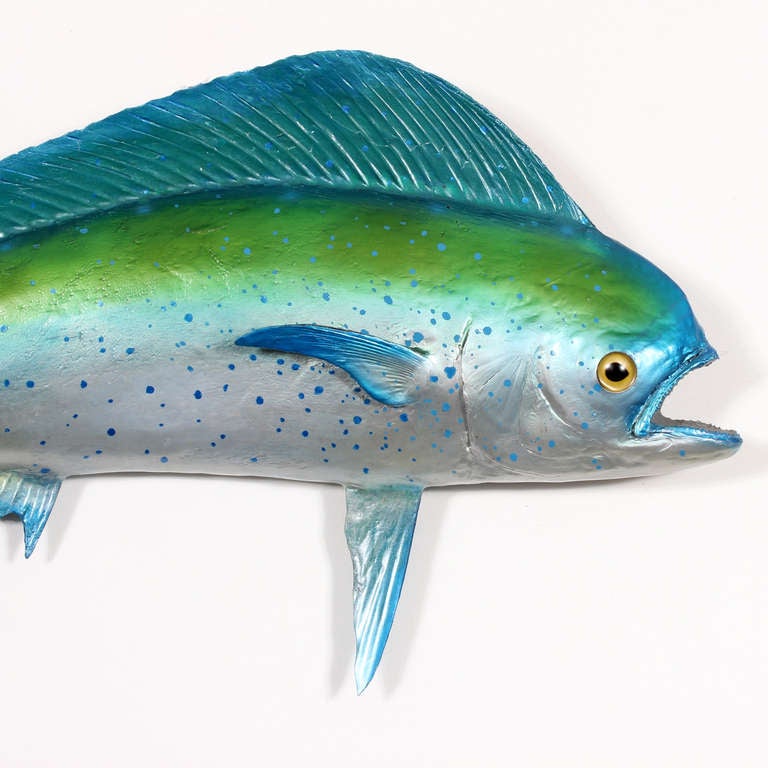 A large skin mount taxidermy dolphin or maui maui fish, with great color, size and form.
