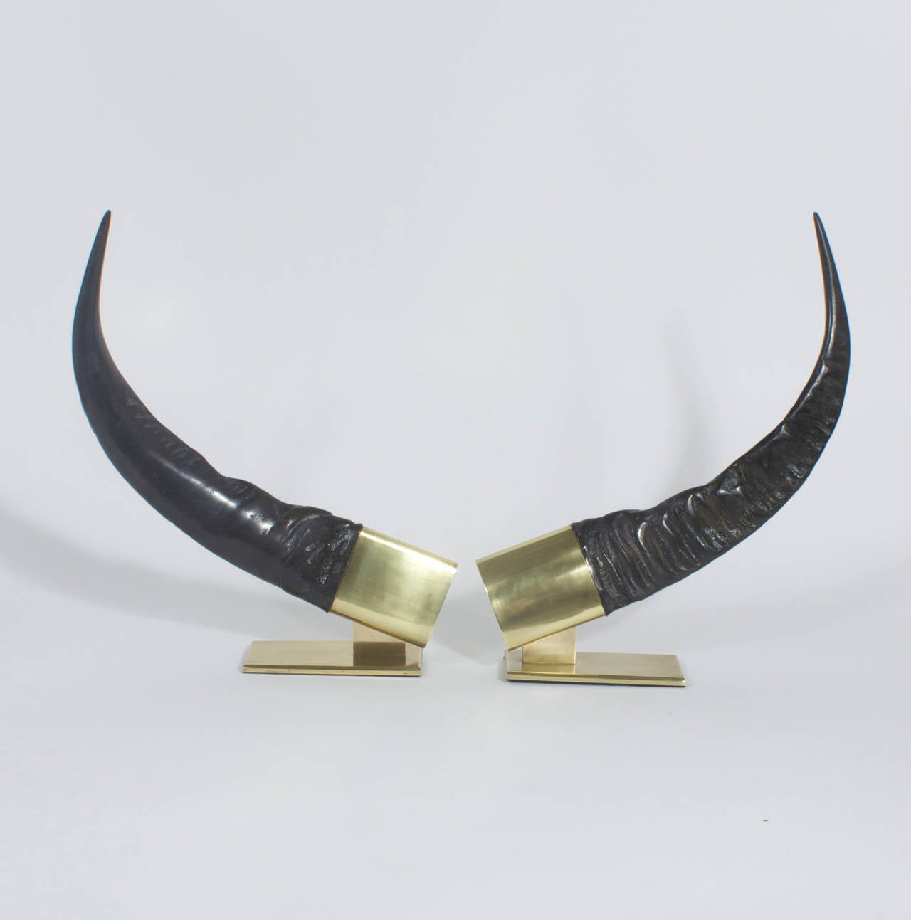 mounted buffalo horns