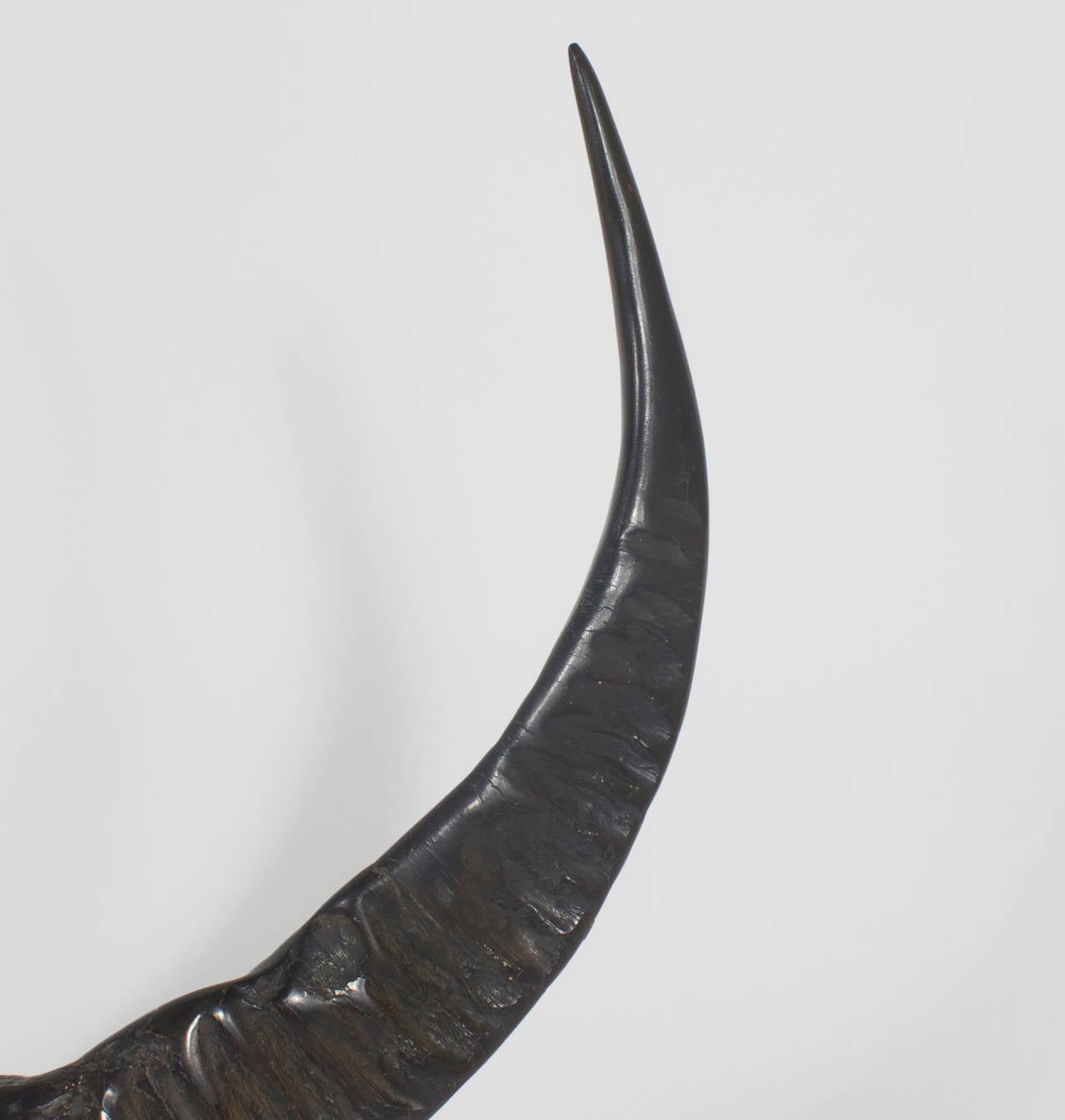 Pair of Huge Brass-Mounted Water Buffalo Horns Bookends In Excellent Condition In Palm Beach, FL