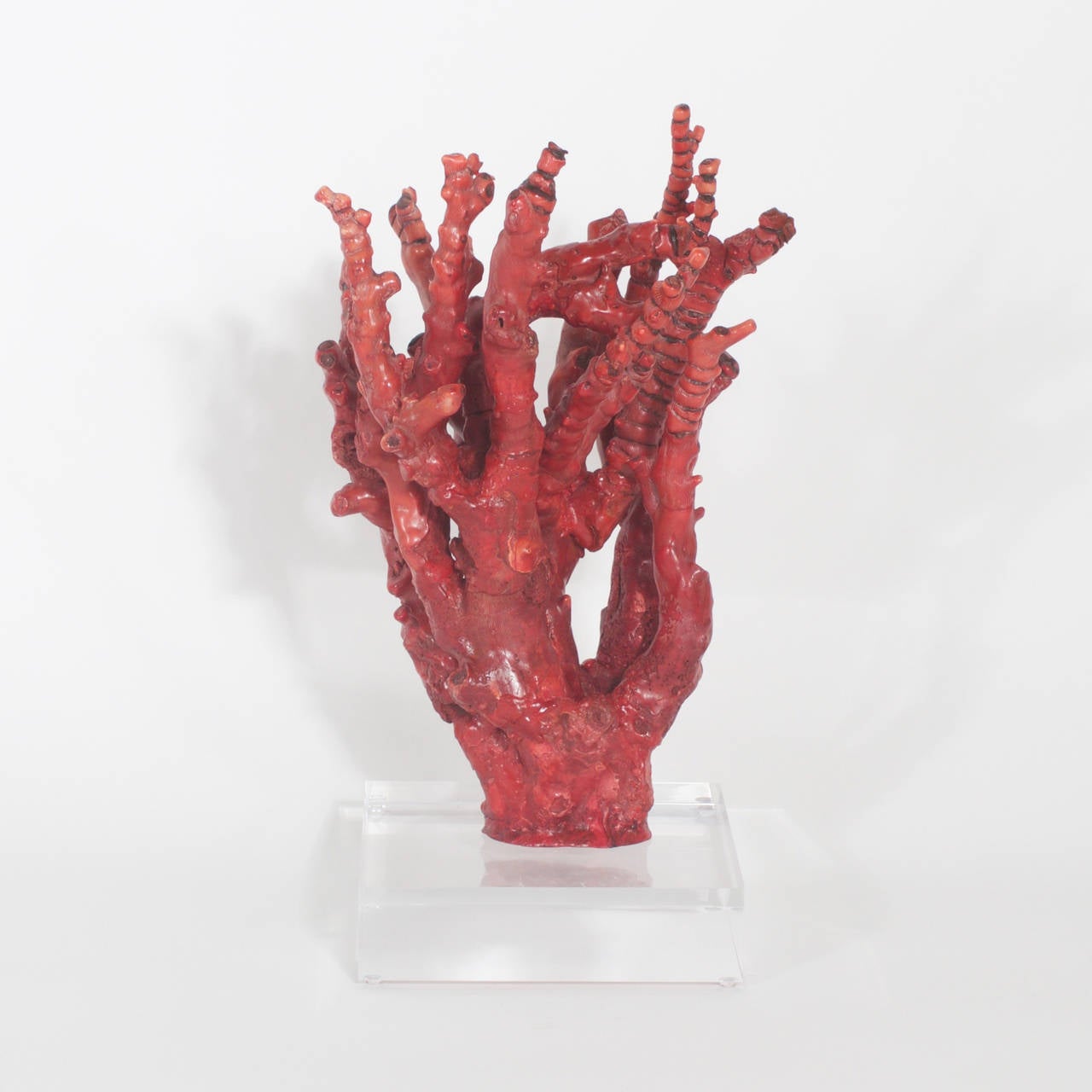 tall coral
