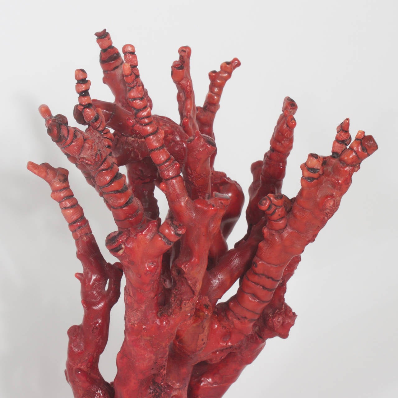 Organic Modern Tall Impressive Red Bamboo Coral on Lucite