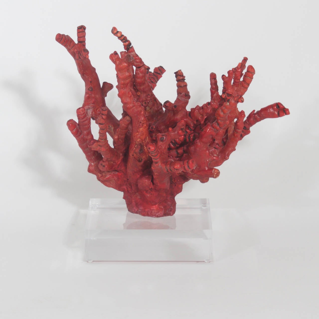Organic Modern Impressive Red Bamboo Coral on Lucite