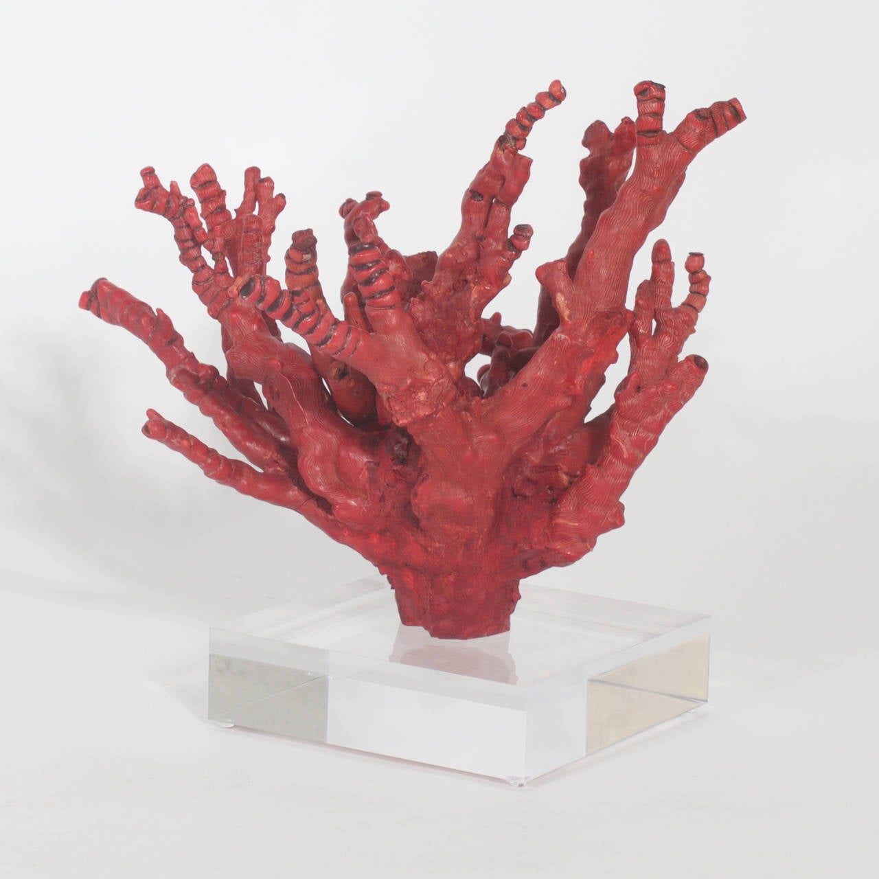 Chinese Impressive Red Bamboo Coral on Lucite