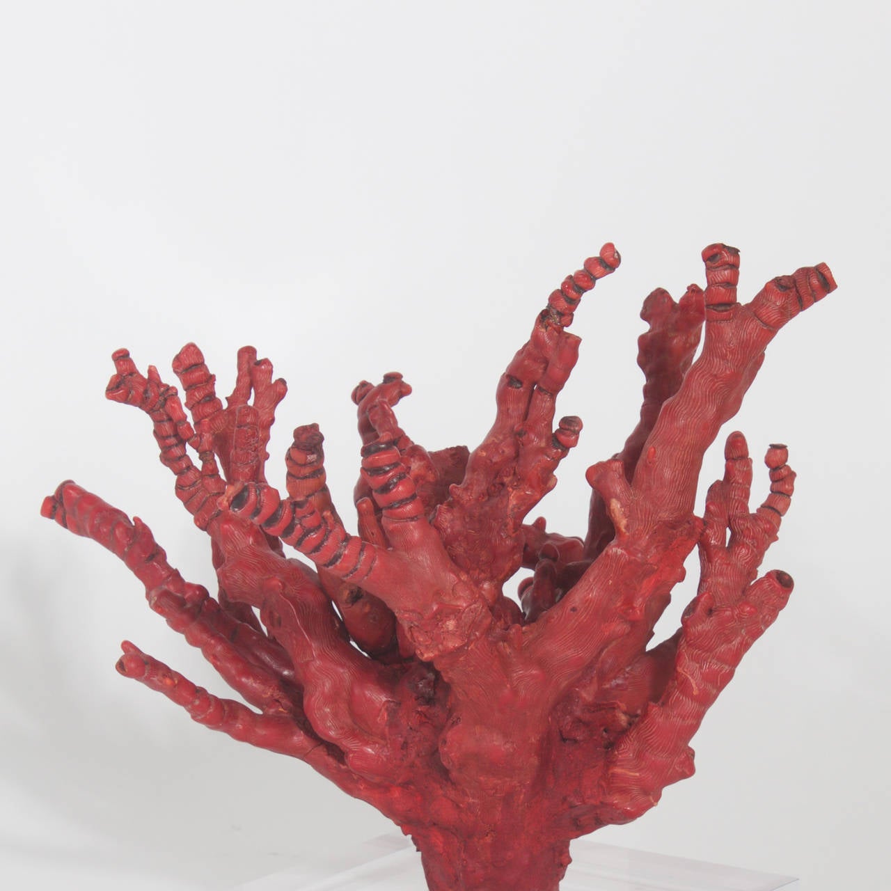 Impressive Red Bamboo Coral on Lucite In Excellent Condition In Palm Beach, FL