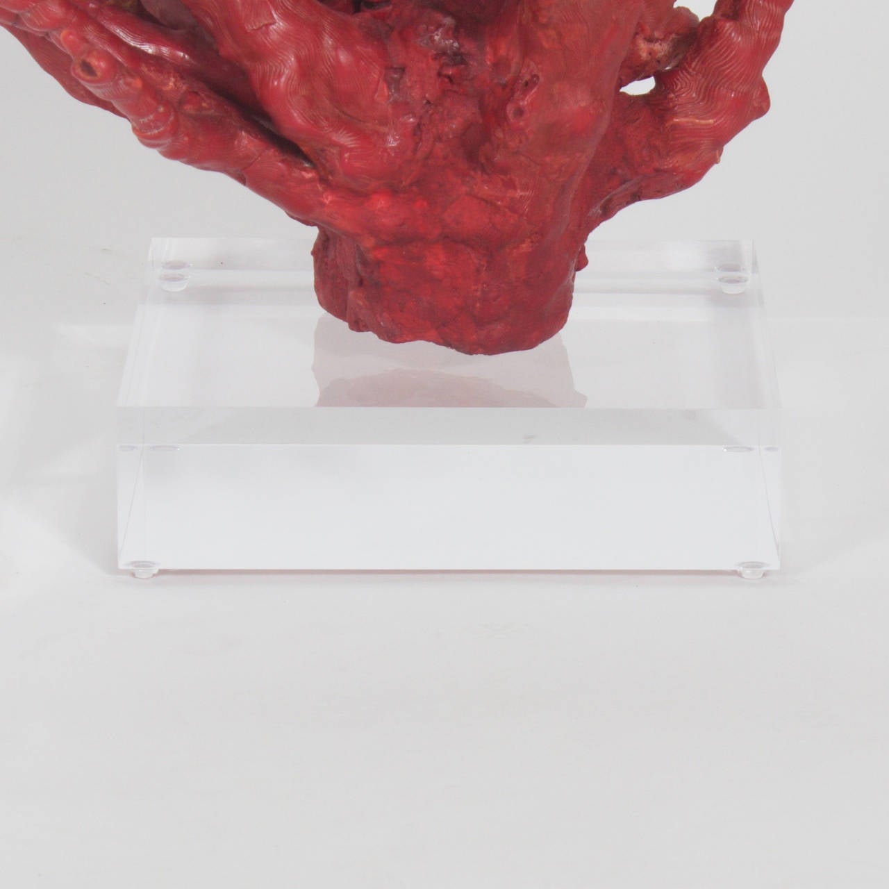 20th Century Impressive Red Bamboo Coral on Lucite
