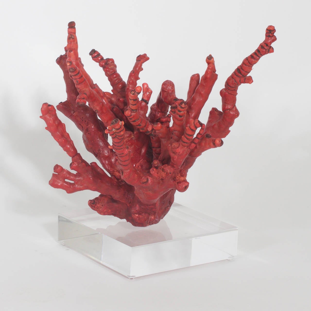 bamboo red coral