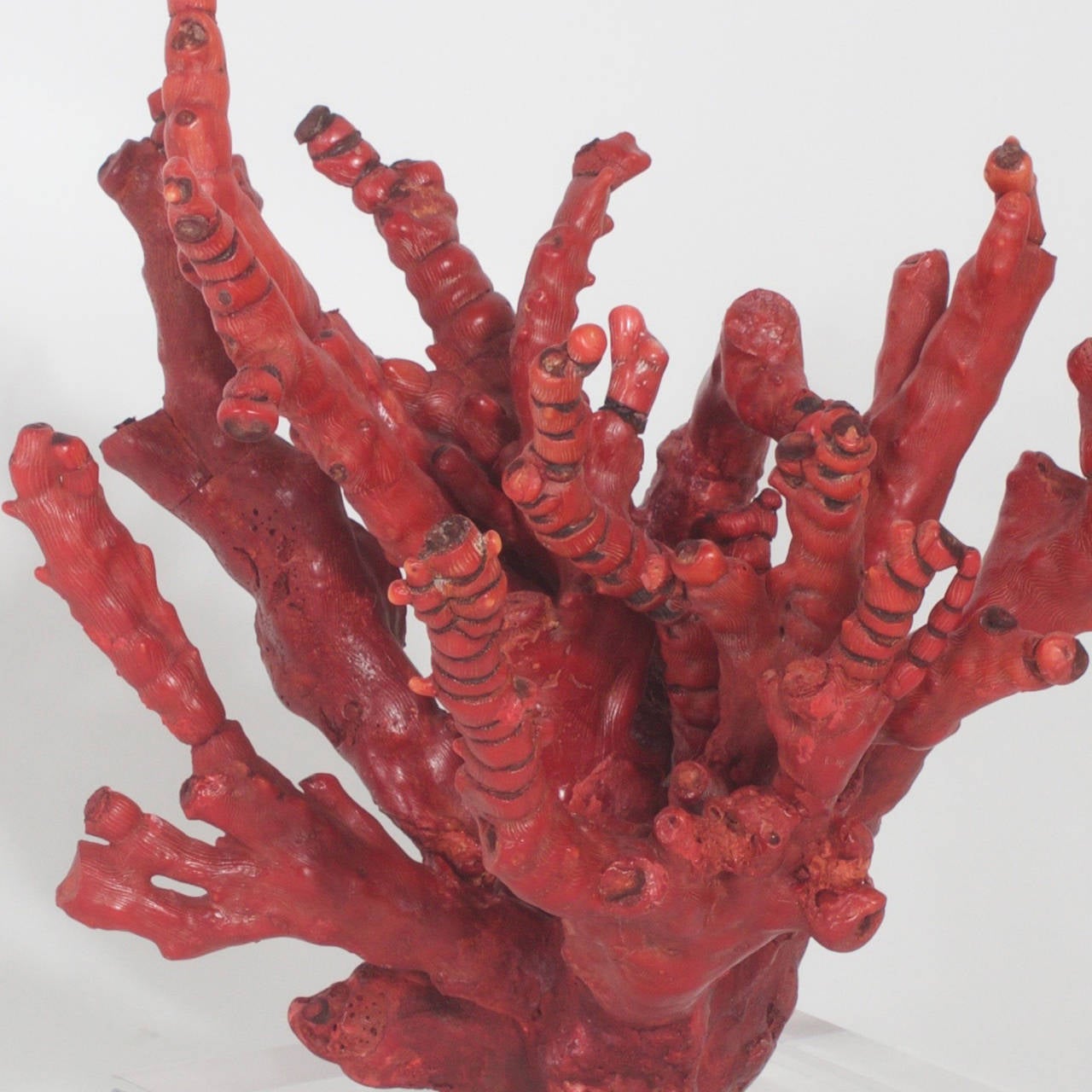 Chinese Red Bamboo Coral on Lucite