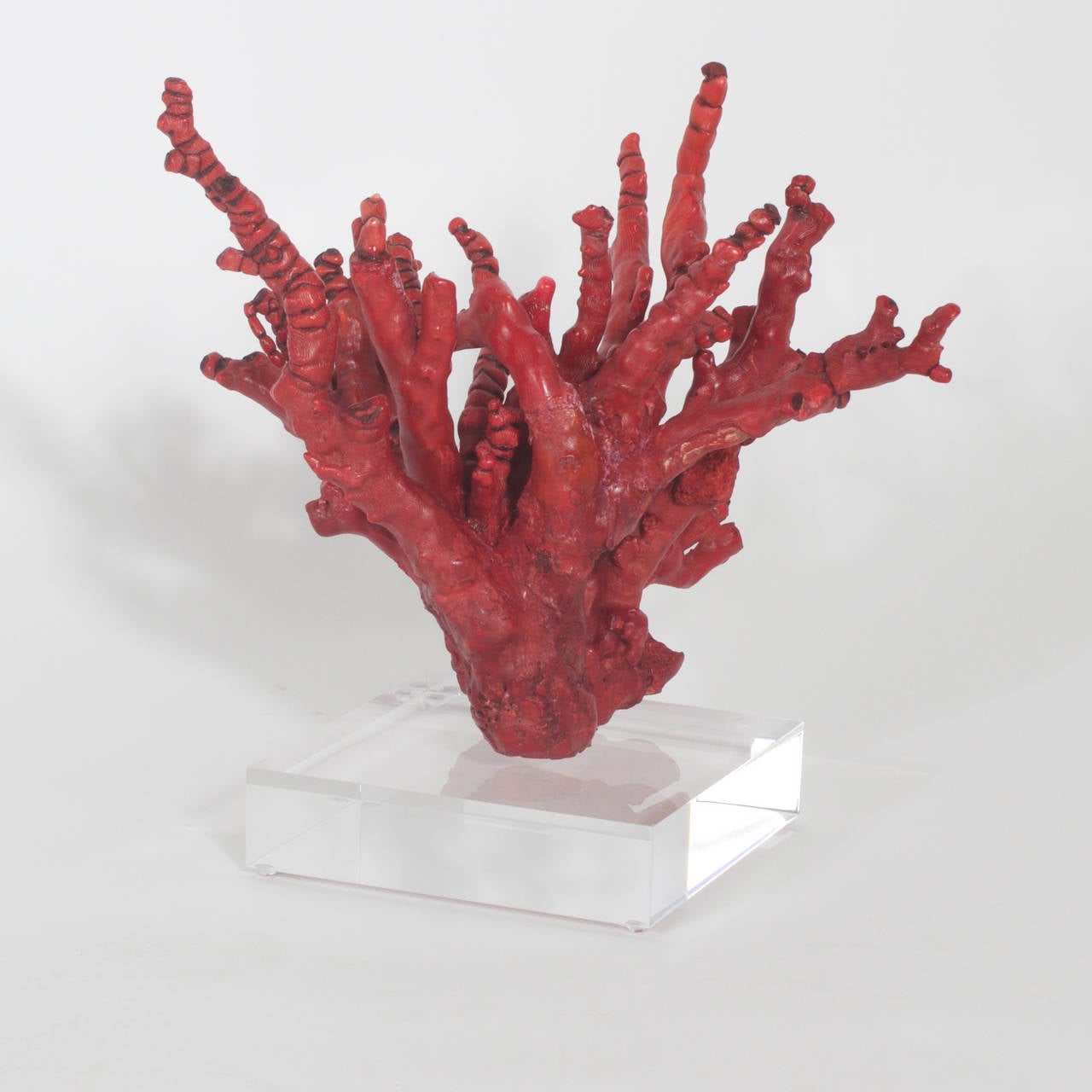 Organic Modern Red Bamboo Coral on Lucite
