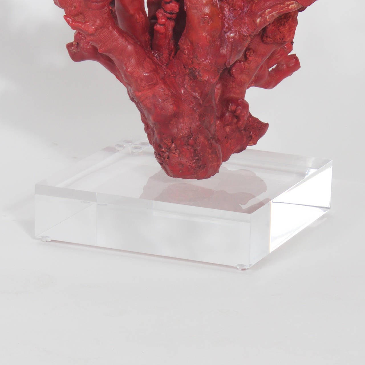 Red Bamboo Coral on Lucite In Excellent Condition In Palm Beach, FL