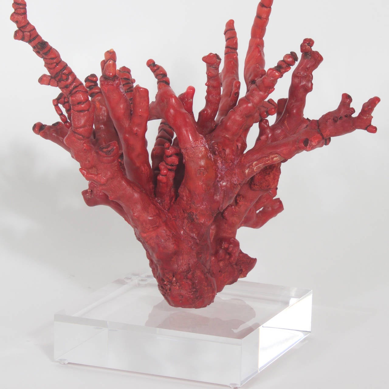 Impressive rare Red Bamboo Coral specimen presented on a thick block of lucite. Having dramatic well composed form that is viewable from all 4 sides. Can be used as a center piece or enjoyed as the sculptural work of art that mother nature created