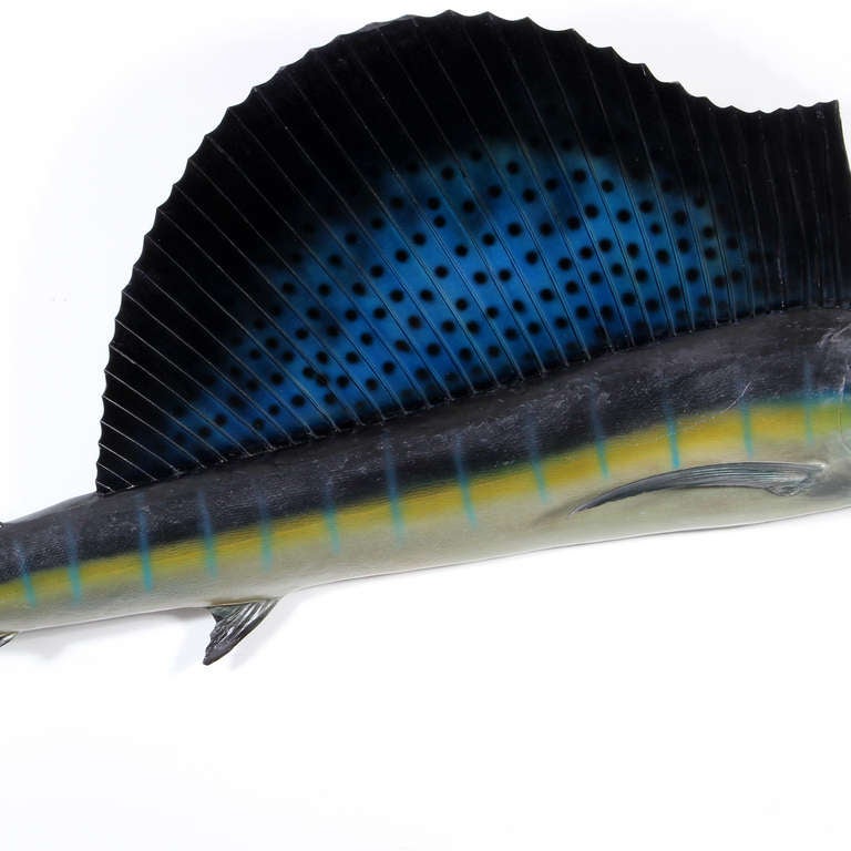 thalapath fish
