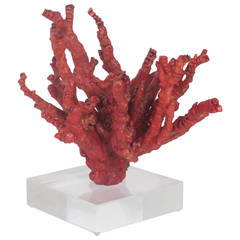 Impressive Red Bamboo Coral on Lucite