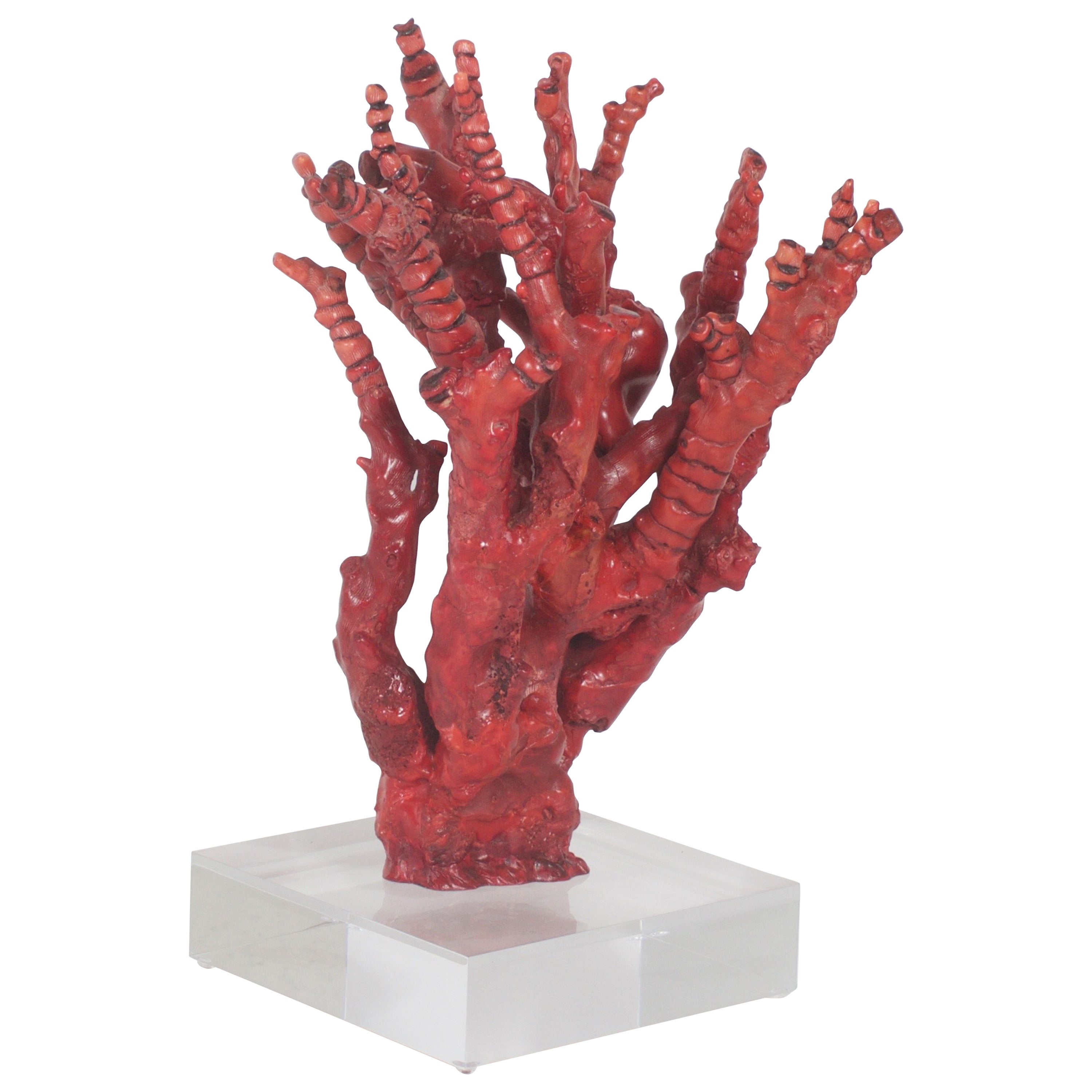 Tall Impressive Red Bamboo Coral on Lucite