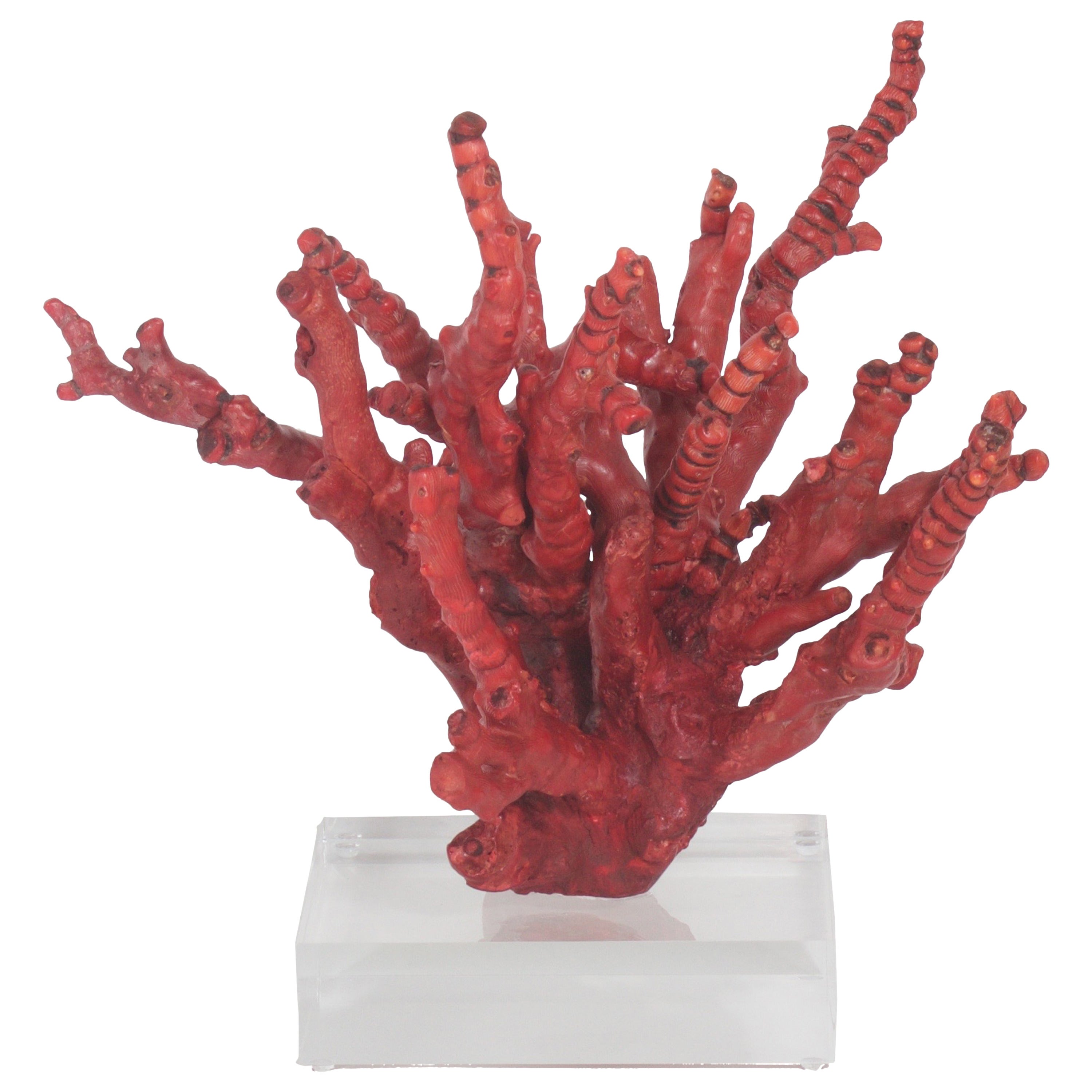 Red Bamboo Coral on Lucite
