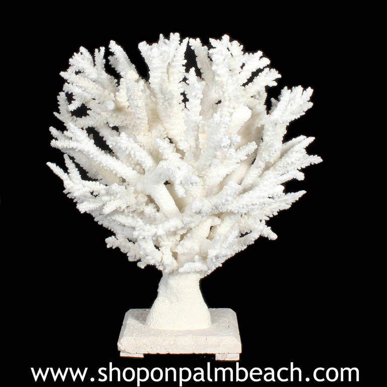 Organic Modern Spectacular Branch Coral Sculpture