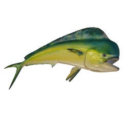 Tropical Colorful Dolphin or Maui Maui Skin Mount Fish