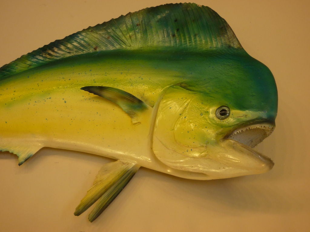 Tropical Colorful Dolphin or Maui Maui Skin Mount Fish at 1stdibs