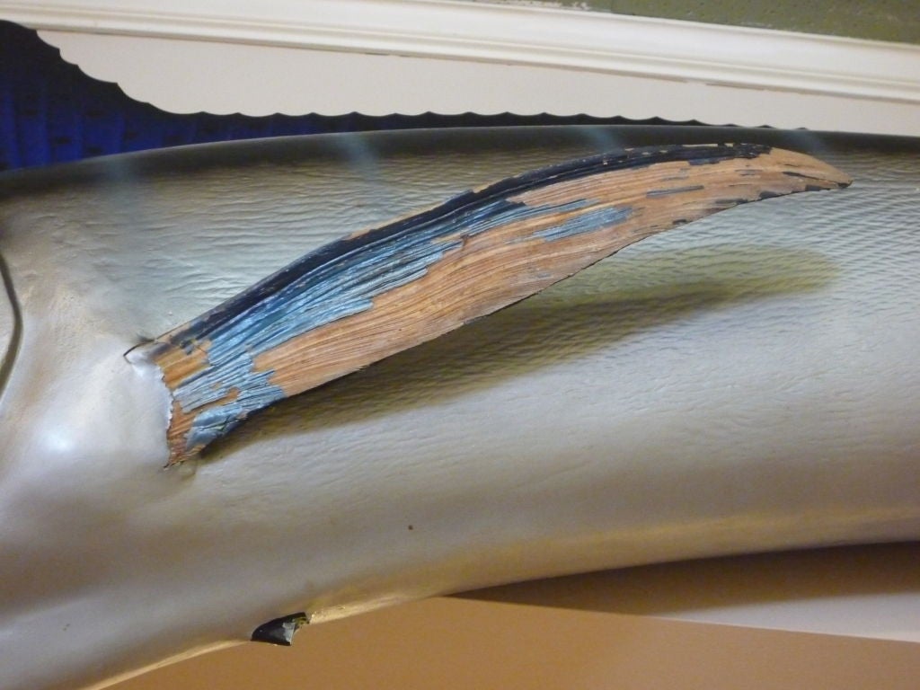 White Marlin Full Body Skin Mount Taxidermy 4
