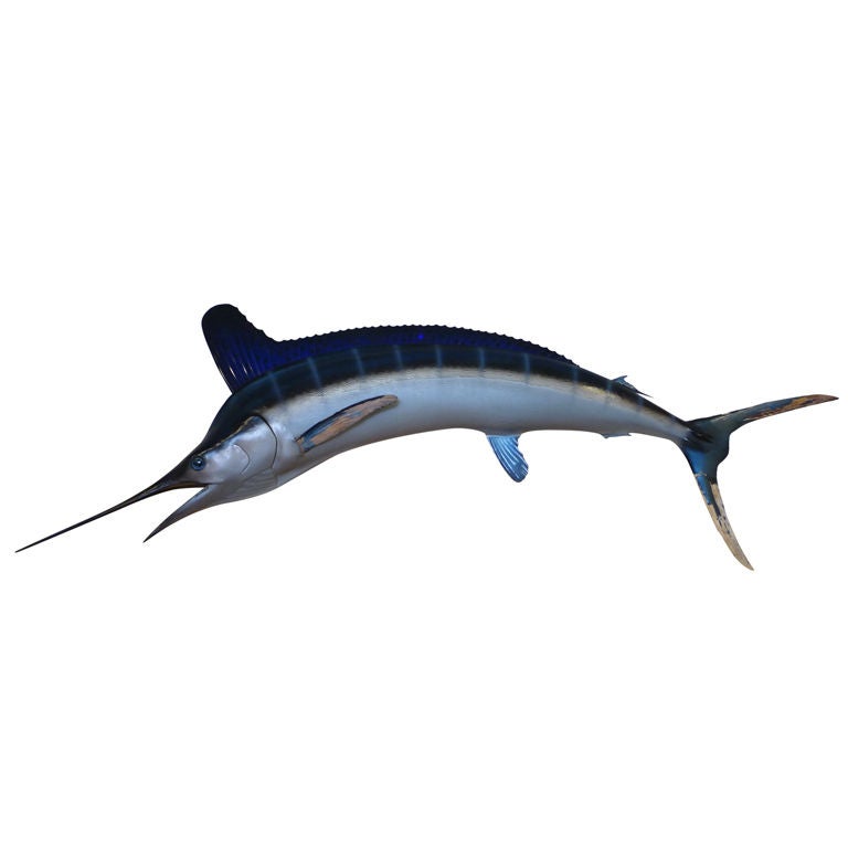 White Marlin Full Body Skin Mount Taxidermy