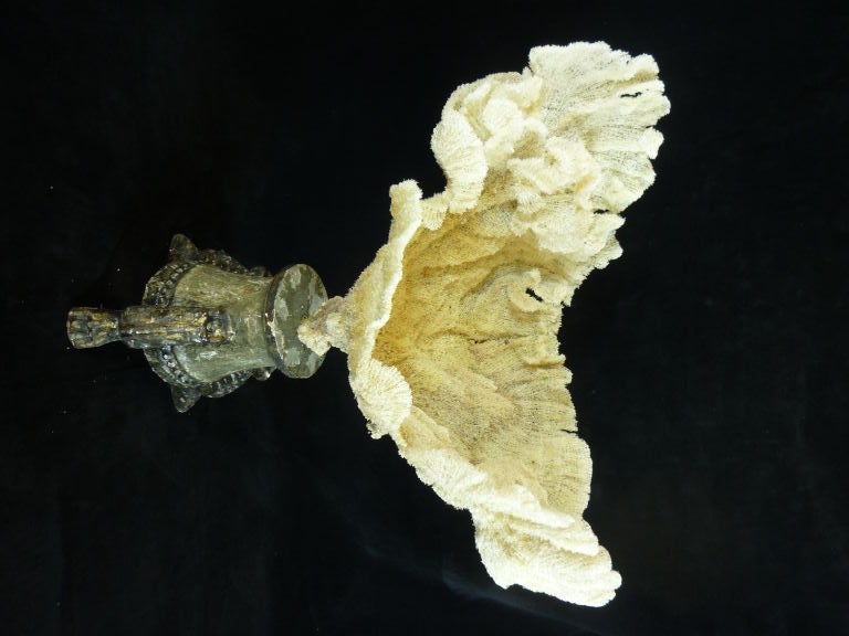 Fan Sponge Mounted on a Distressed Wood Base