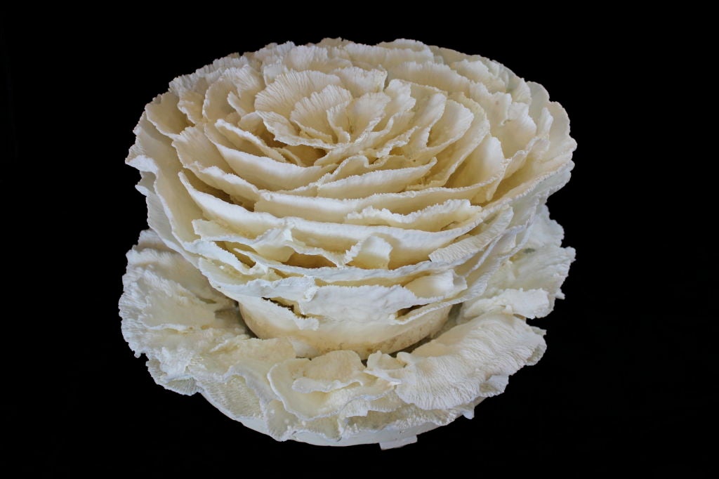An amazing white merulina coral centerpiece with a white merulina coral base. The round coral top lifts off of the petal base. Perfectly designed with a 360 degree view to sit on a dining or cocktail table. Very dramatic.

This piece cannot be