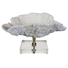 White Bowl Coral on a Brass Turning Mounted on Lucite