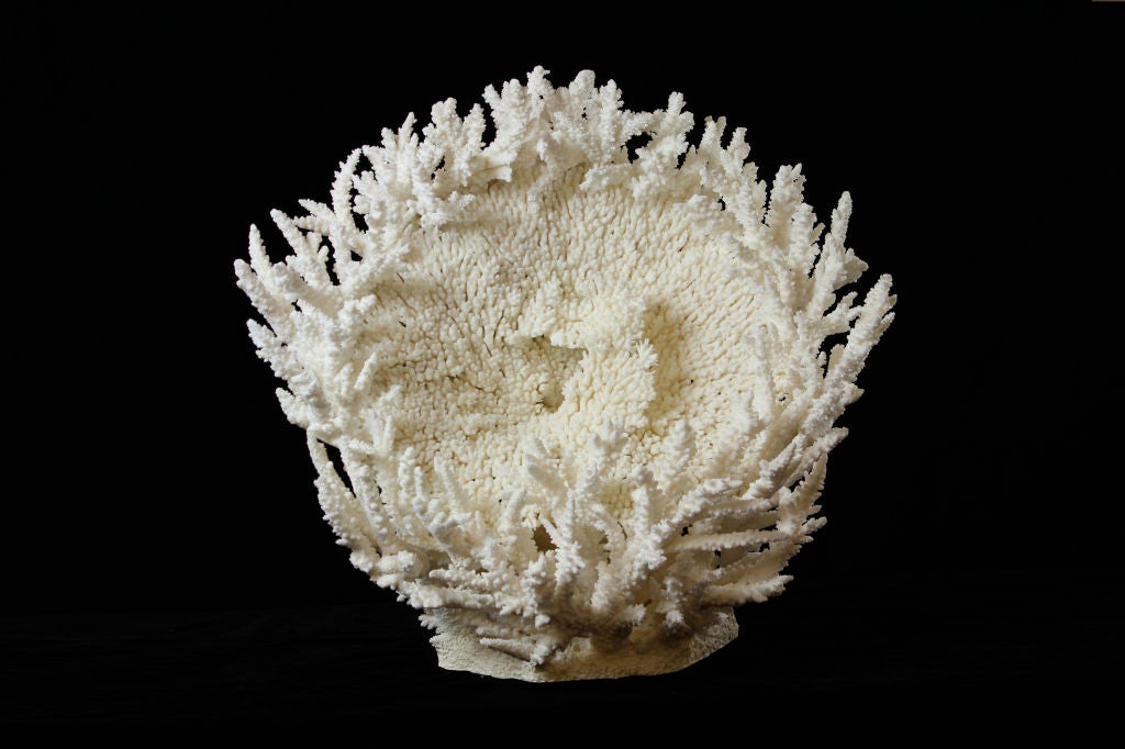 Large and Exceptional Branch and Table Coral Sculpture