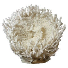 Large and Exceptional Branch and Table Coral Sculpture