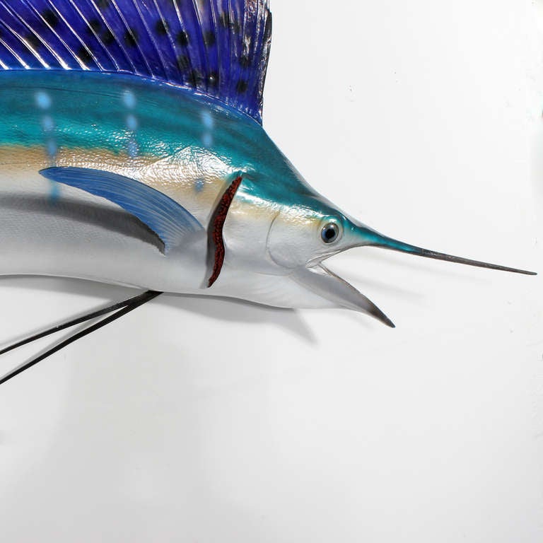 A brightly colored skin mount or taxidermy sail fish, with an arched body position. Amazing colors and markings. Skin mounting is a vintage craft and rarely done now.

