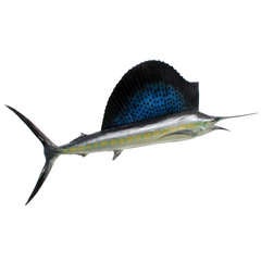 Fabulous Vintage Sail Fish Caught in 1944 12