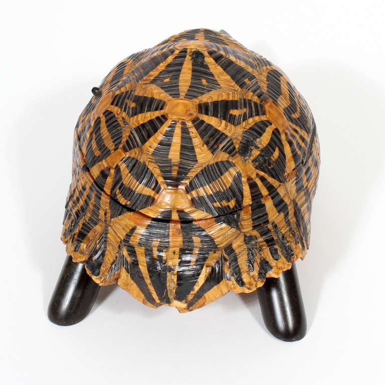 Early 20th Century Indian Star Tortoise Box 3