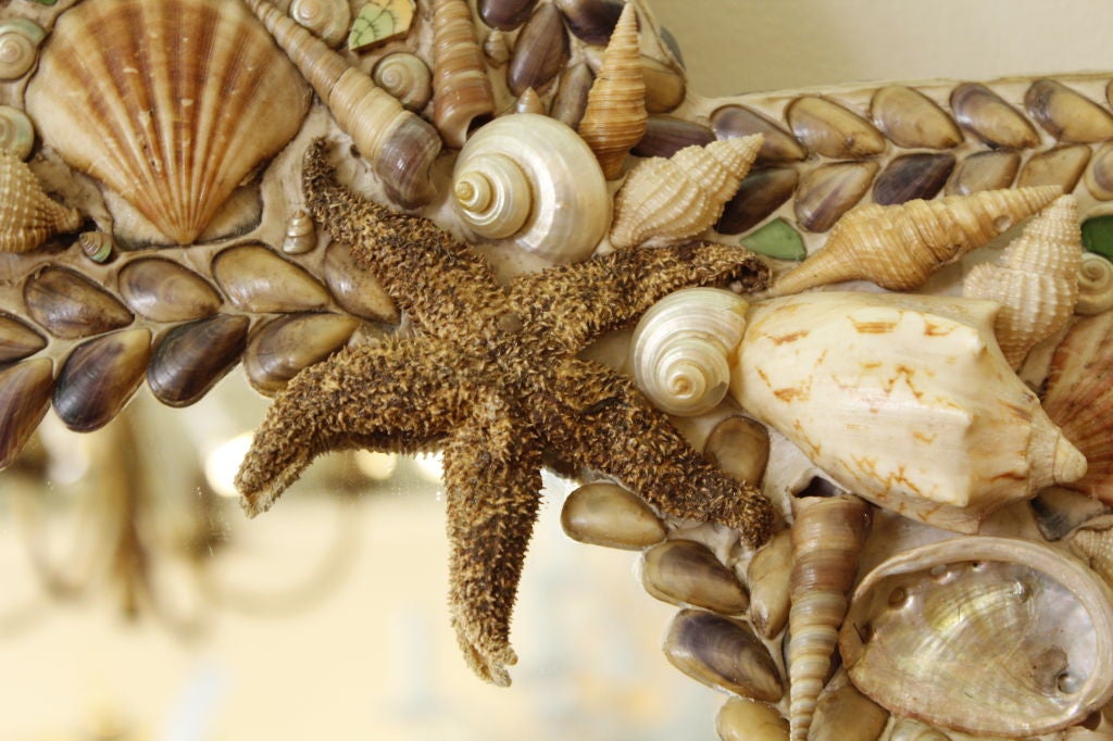 star shaped seashells