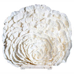Large White Merulina Coral Sculpture or Centerpiece