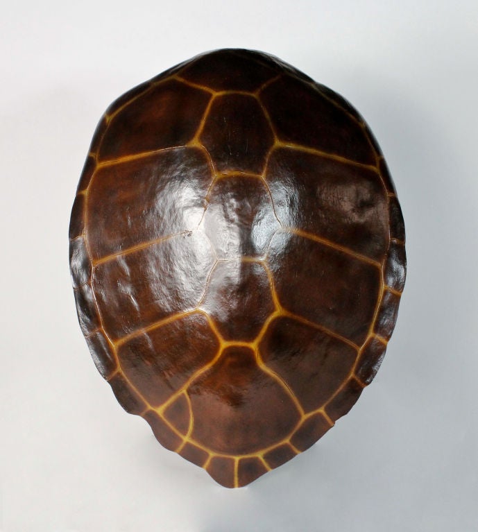 A Fiberglass Turtle Shell at 1stDibs | fiberglassturtle, turtle shell art