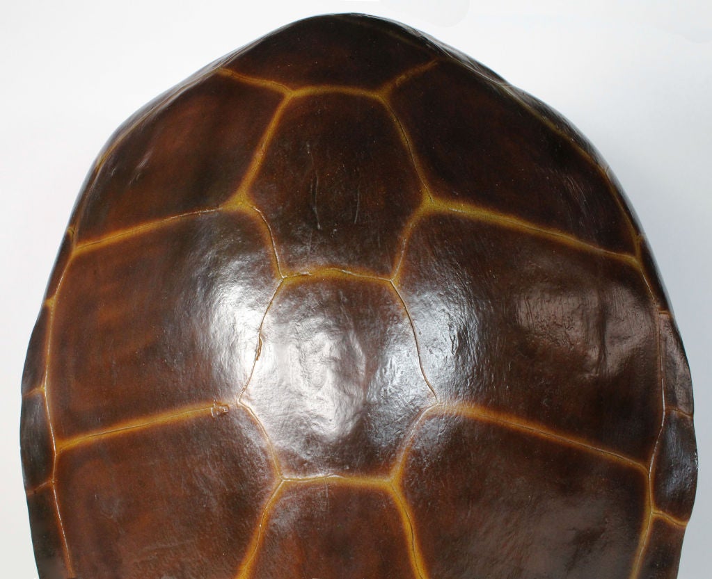 large turtle shell for sale