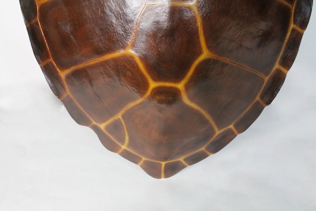 fake turtle shell
