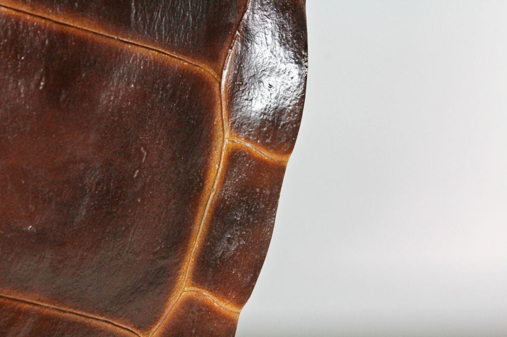 turtle shell transparent