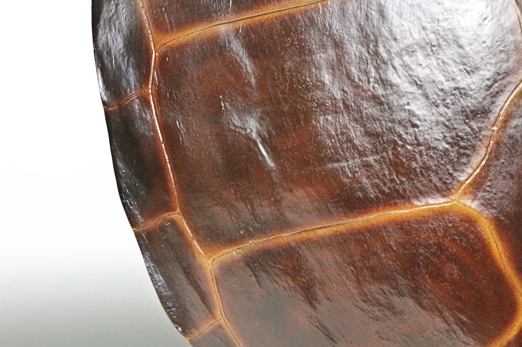 American A Fiberglass Turtle Shell