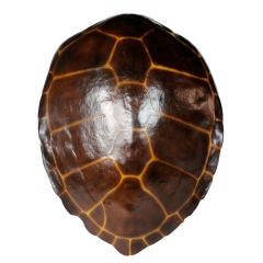 A Fiberglass Turtle Shell