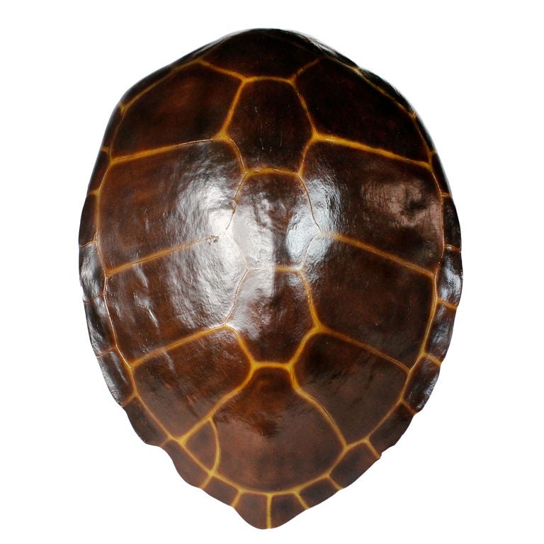 A Fiberglass Turtle Shell