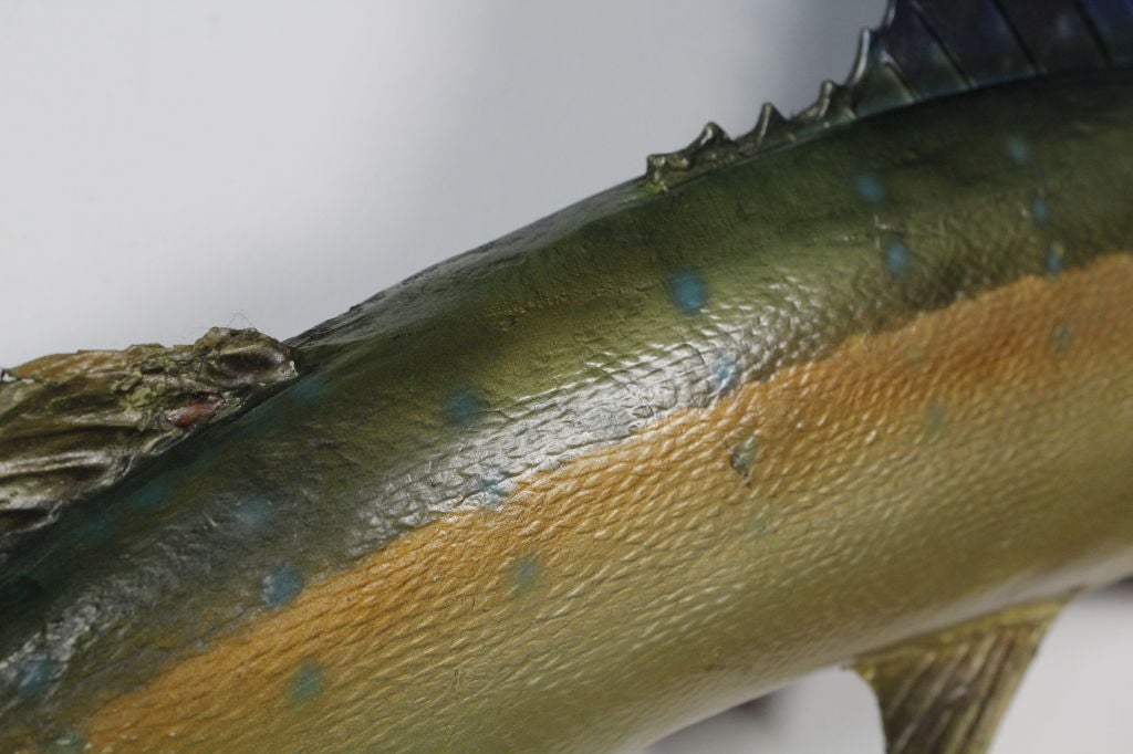 Mid-20th Century Fabulous Skin Mount Sailfish