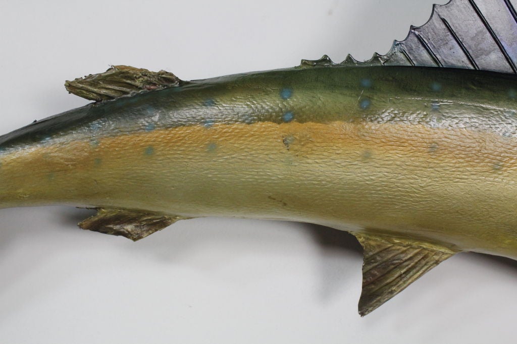 Fabulous Skin Mount Sailfish 1