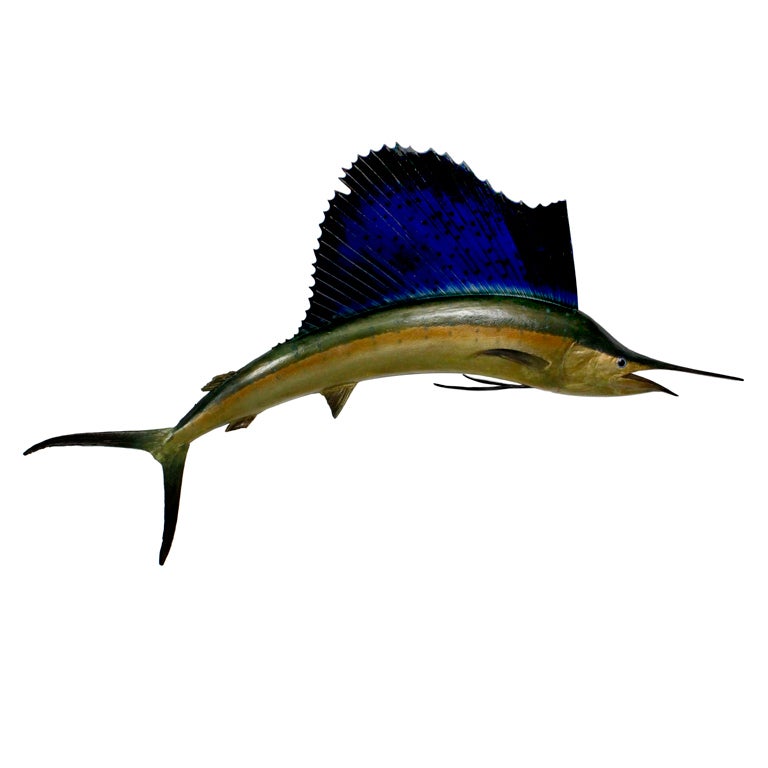 Fabulous Skin Mount Sailfish
