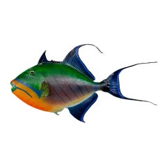 Vintage Tropical Skin Mount Trigger Fish with Incredible Colors