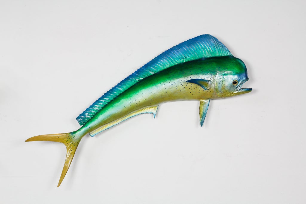 A taxidermy colorful skin mount maui maui or dolphin. Great condition, size and color!<br />
<br />
Please visit our extensive website for other examples of mounted fish at fshenemaderantiques.com