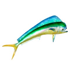 Vintage A Bright and Colorful Skin Mount Maui Maui or Dolphin Fish