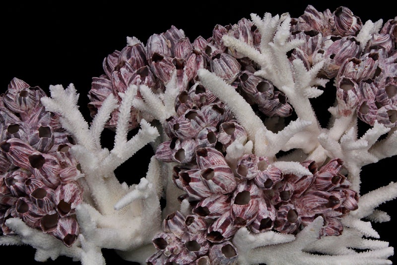 A coral sculpture or centerpiece of staghorn coral with barnacle clusters nestled on the branches.

This piece cannot be shipped out of the US, without expensive extra expenditures for export permits. No guarantees that the country of import will